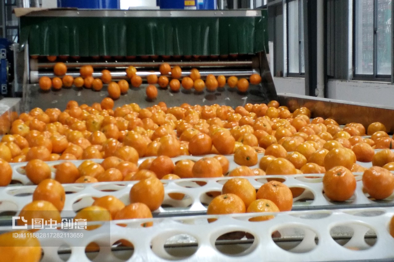 湖北省宜昌市夷陵区柑橘分级生产线。