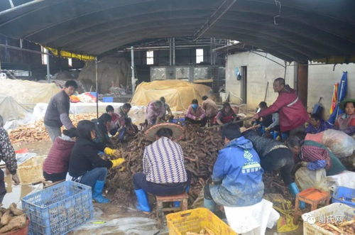 实访广西平南县思旺镇花玲村农产品生产加工基地